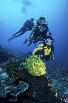Group of scuba divers in a colourful coral reef observing a Feather Star (Crinoidea)
