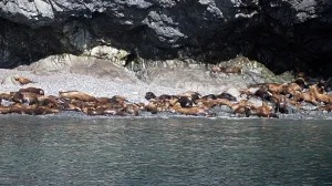 A group of sea lions on the beach