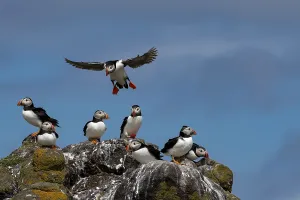Group Of Seabird Species Atlantic Puffin (Fratercula arctica)