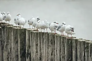 Group of seagulls (Larinae) on wooden poles in a quiet scene