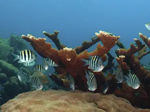 Framed Print : A group of sergeant major (Abudefduf saxatilis) at an elkhorn coral (Acropora palmata)