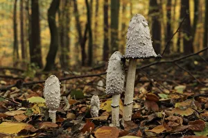 A group of shaggy ink caps (Coprinus comatus) in an autumnal forest
