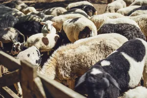 Group of sheep in farm. Modern farming dairy and meat production livestock industry