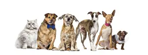 Group of sick, blind, injured, disabled dogs and cat in a row