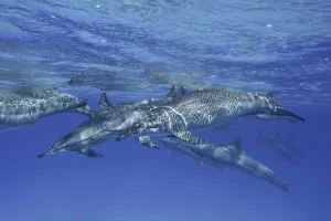 Group of spinner dolphin (Stenella longirostris)