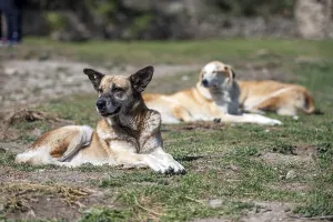 Framed Print : A group of stray dogs lying on the ground