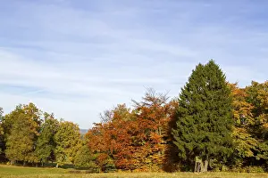 Group of trees in autumn garb