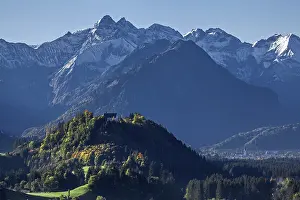 Group of trees with cattle, snow-covered mountains of the Allgau Alps