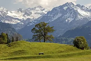 Group of trees in spring, snow-covered mountains of the Allgaeu Alps in the background
