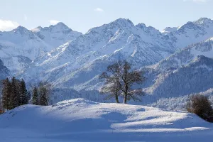 Group of trees in winter, snow-covered mountains of the Allgaeu Alps in the background