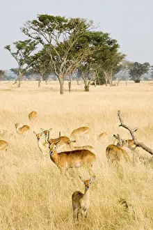A group of Ugandan kobs (Kobus kob thomasi)