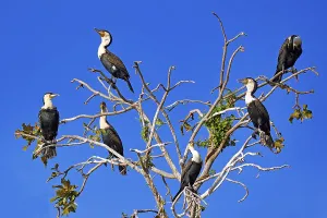 Group of White-breasted Cormorants (Phalacrocorax lucidus)