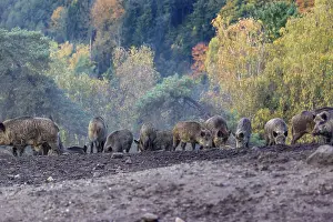 A group of wild boar or wild pig (Sus scrofa)