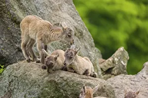 A group of young ibex (Capra ibex) play on a rock