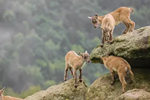 Group of young ibex (Capra ibex) play on a rock