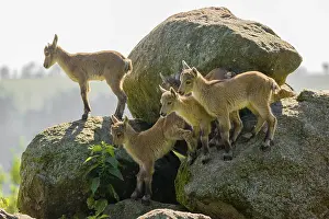 A group of young ibex (Capra ibex) play on a rock