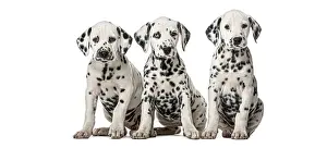 Group of three young spotted dalmatian puppies sitting