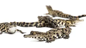 Group of Young West African slender-snouted crocodile