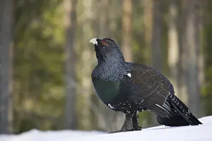 Grouse in snow, winter, animals