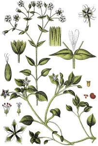 Grove Chickweed (Minuartia nemorum)