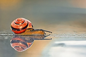 Grove ribbon snail (Cepaea nemoralis)