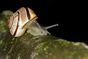 Grove snail (Cepaea nemoralis) or cord snail
