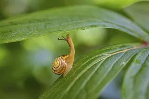 Grove snail (Cepaea nemoralis), Germany, Europe