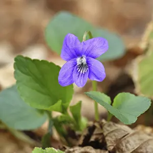 Grove violet (Viola riviniana)