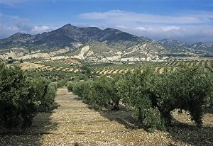 Growing olives in monoculture in Jaen province