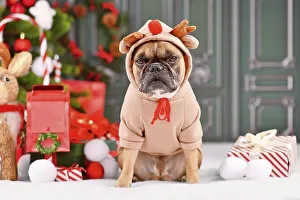 Grumpy Christmas reindeer dog