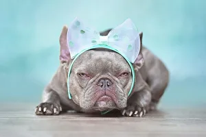 Grumpy looking French Bulldog dog wearing ribbon headband in front of blue wall