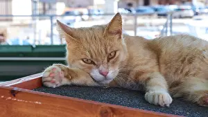 Grumpy three-legged tomcat, harbour
