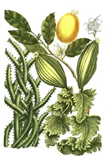 Guanabanus javensis, guanabane