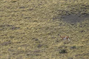 A guanaco blends into the grassy landscape