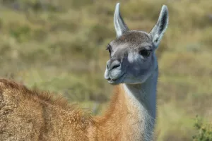 Guanaco (Lama guanicoe), Torres del Paine National Park