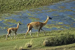 Guanaco (Lama guanicoe) with young