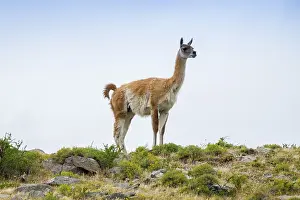 Guanaco (Llama guanicoe), also
