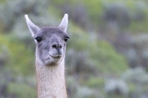 Guanaco (Llama guanicoe), Huanaco