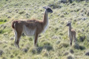 Guanaco (Llama guanicoe), Huanaco