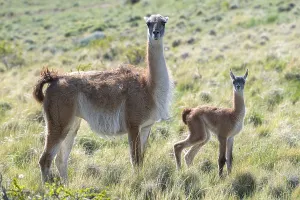 Guanaco (Llama guanicoe), Huanaco