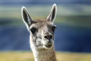 Guanaco (Llama guanicoe), portrait
