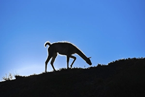 Guanaco (Llama guanicoe) silhouetted against the sky