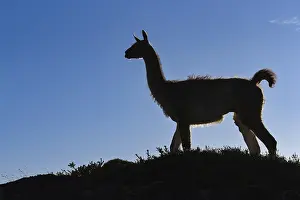 Guanaco (Llama guanicoe) silhouetted against the sky