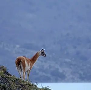 Guanaco (Llama guanicoe), Torres del Paine National Park