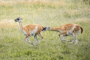 Guanacos (Llama guanicoe), two animals hunting each other