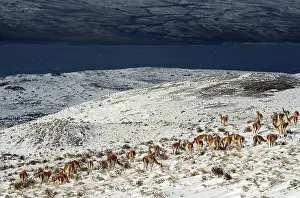 Guanacos (Llama guanicoe) in the snow