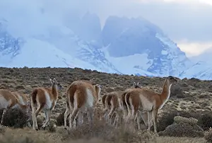 Guanacos (Llama guanicoe), Torres del Paine National Park