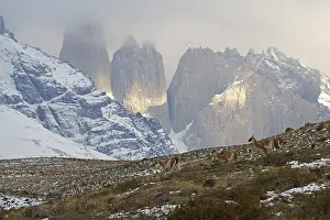 Guanacos (Llama guanicoe), Torres del Paine National Park