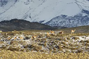 Guanacos (Llama guanicoe), Torres del Paine National Park