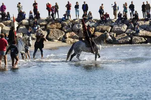 Guardians of the Camargue, traditional shepherds riding through water